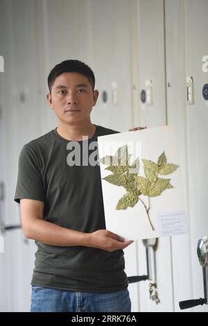 220822 -- CHENGDU, Aug. 22, 2022 -- Researcher Hu Jun shows a specimen of Euonymus aquifolium at Chengdu Institute of Biology under the Chinese Academy of Sciences in southwest China s Sichuan Province, Aug. 17, 2022. According to the Chengdu Institute of Biology under the Chinese Academy of Sciences CAS, researchers have rediscovered a critically endangered plant, Euonymus aquifolium, during China s second scientific research survey on the Qinghai-Tibet Plateau. Euonymus aquifolium is a rare and vegetatively distinctive species, and the rediscovery by Chinese researchers uncovered the only pr Stock Photo