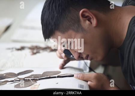 220822 -- CHENGDU, Aug. 22, 2022 -- Photo taken on Aug. 17, 2022 shows researcher Hu Jun checking specimens at Chengdu Institute of Biology under the Chinese Academy of Sciences in southwest China s Sichuan Province. According to the Chengdu Institute of Biology under the Chinese Academy of Sciences CAS, researchers have rediscovered a critically endangered plant, Euonymus aquifolium, during China s second scientific research survey on the Qinghai-Tibet Plateau. Euonymus aquifolium is a rare and vegetatively distinctive species, and the rediscovery by Chinese researchers uncovered the only pre Stock Photo