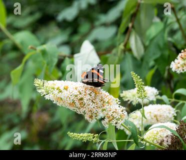 Red admiral butterfly feeding on white Buddleja flower. Stock Photo