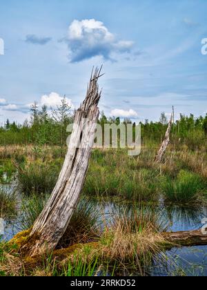 Old moraine landscape, Isar-Loisach foreland glacier, Ice Age landscape, moorland, landscape, nature, moor, moss, felt, nature reserve, NSG, found landscape, settlement legacy, Late Paleolithic, Early Mesolithic, Neolithic, Bronze Age, Latene Age, Spring Stock Photo