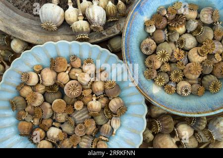 dried poppy pods in blue earthenware bowls, close up, top view Stock Photo