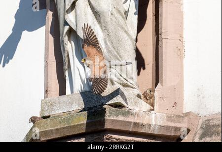 Karlsruhe-Durlach, kestrels, nesting near a Christ figure. Stock Photo