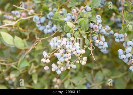 Commercial blueberries in various stages of ripening in agricultural field in Skagit Valley WA Stock Photo