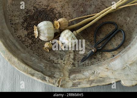 ripe poppy pods and seeds in an old wooden bowl, close up with nostalgic flower scissors Stock Photo