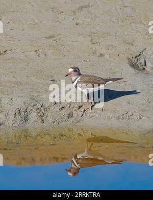Three-banded Plover (Charadrius tricollaris), Cape Town, South Africa, Africa Stock Photo