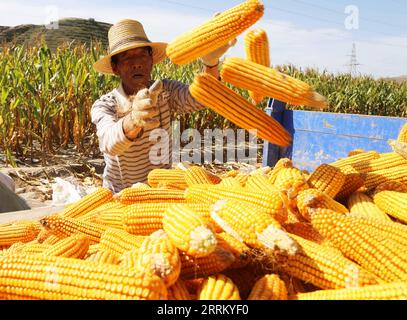220923 -- BEIJING, Sept. 23, 2022 -- A villager loads corn cobs onto a vehicle in Huajian Village of Anding District in Dingxi City, northwest China s Gansu Province, Sept. 22, 2022. Chinese farmers harvest festival, which coincides with the Autumn Equinox each year, falls on Sept. 23 this year. Photo by /Xinhua CHINA-CHINESE FARMERS HARVEST FESTIVAL-AUTUMN EQUINOX CN WangxKexian PUBLICATIONxNOTxINxCHN Stock Photo
