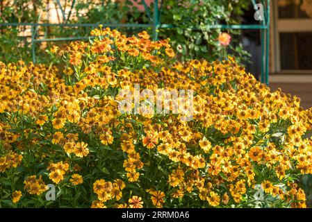 Blooming buds of Helenium flowers on a flower bed in the garden. Cottage, garden, flowers. Stock Photo