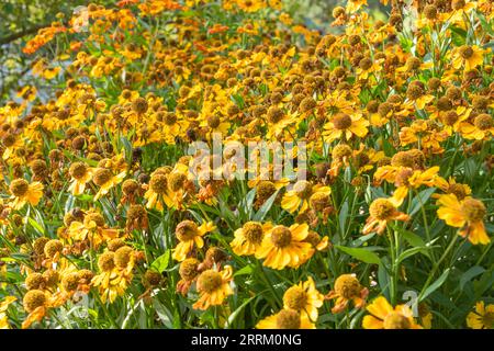 Full frame of blooming buds of Helenium flowers. Cottage, garden, flowers. Stock Photo