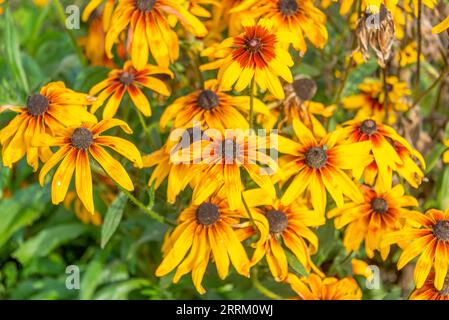 Close-up of blooming buds of Helenium flowers. Cottage, garden, flowers. Stock Photo