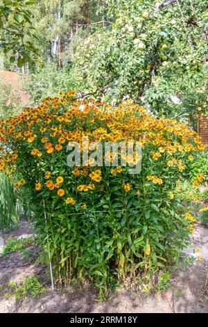 Flower bed with Helenium flowers against the background of an apple tree with apples. Cottage, garden, flowers. Stock Photo