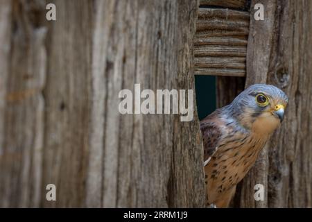 Common kestrel (Falco tinnunculus) perched alert, displaying striking plumage and sharp eyesight in natural daylight. Stock Photo