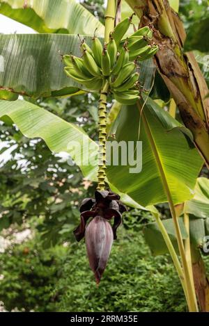 A banana tree blooming in a park in Marrakech, Morocco Stock Photo