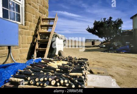 OLD ARAIBI, USA-SEPTEMBER 06,1981: Old Oraibi, Hopi Village on Third Mesa, Hopi Indian Reservation, Arizona, USA. Drying blue corn that is an indigeno Stock Photo