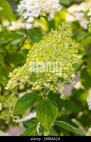 Flowering panicle hydrangea 'Grandiflora' (Hydrangea paniculata) in the garden Stock Photo