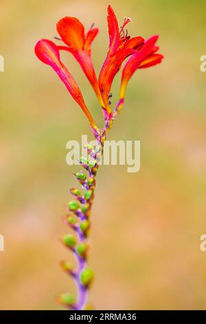 Montbretia - Crocosmia Lucifer (firey stars), closed flowers of garden montbretia 'Lucifer', close up. Stock Photo