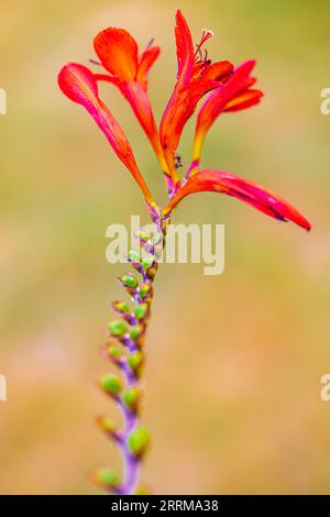 Montbretia - Crocosmia Lucifer (firey stars), closed flowers of garden montbretia 'Lucifer', close up. Stock Photo