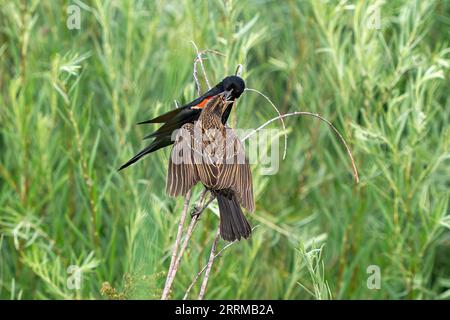 A Red-winged Blackbird parent, a male, putting food inside the beak of a young, not fully independent offspring. Stock Photo