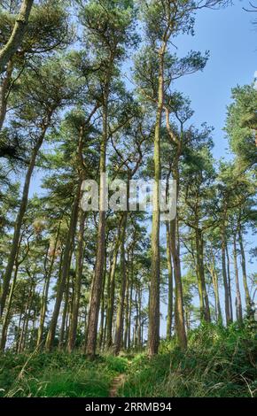 Trees in Bromlow Callow, near Shelve, Shropshire Stock Photo