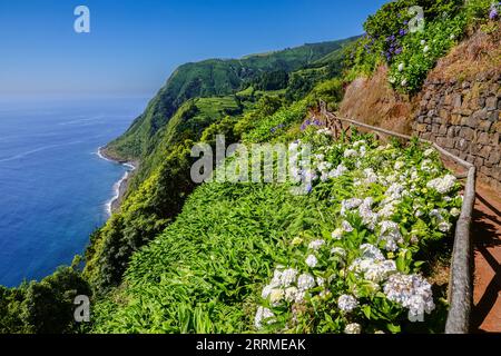 Hiking trail clinging to the cliffs edge surrounded by blooming Hydrangea shrubs at Sossego Viewpoint near Nordeste, Sao Miguel Island, Azores, Portugal. Stock Photo