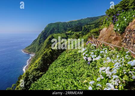 Hiking trail clinging to the cliffs edge surrounded by blooming Hydrangea shrubs at Sossego Viewpoint near Nordeste, Sao Miguel Island, Azores, Portugal. Stock Photo