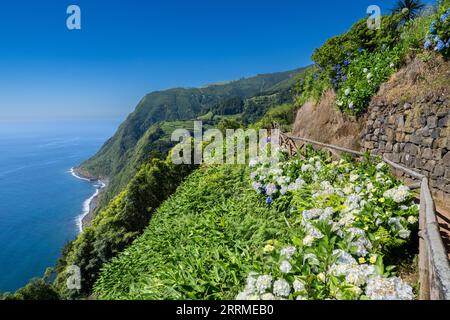 Hiking trail clinging to the cliffs edge surrounded by blooming Hydrangea shrubs at Sossego Viewpoint near Nordeste, Sao Miguel Island, Azores, Portugal. Stock Photo