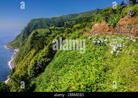 Hiking trail clinging to the cliffs edge surrounded by blooming Hydrangea shrubs at Sossego Viewpoint near Nordeste, Sao Miguel Island, Azores, Portugal. Stock Photo