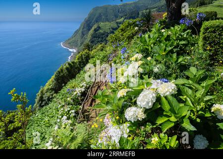 Hiking trail clinging to the cliffs edge surrounded by blooming Hydrangea shrubs at Sossego Viewpoint near Nordeste, Sao Miguel Island, Azores, Portugal. Stock Photo