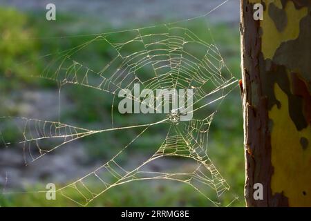 Broken spider wed on tree in afternoon sun Stock Photo