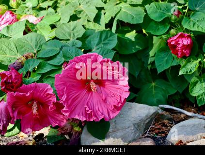 Bright pink hibiscus in a garden in Lakewood, Ohio Stock Photo
