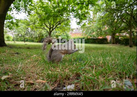 A squirrel eating in Hyde Park, London Stock Photo