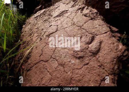 221121 -- FUZHOU, Nov. 21, 2022  -- Fossils with raised dinosaur footprints are pictured in Shanghang County, Longyan City of southeast China s Fujian Province, Oct. 15, 2022. TO GO WITH Rare fossilized dinosaur footprints found in east China  CHINA-FUJIAN-DINOSAUR FOOTPRINTS-DISCOVERY CN Xinhua PUBLICATIONxNOTxINxCHN Stock Photo