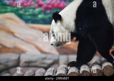 221222 -- XINING, Dec. 22, 2022 -- A giant panda plays at Xining Panda House in Xining, capital city of northwest China s Qinghai Province, Dec. 22, 2022.  CHINA-QINGHAI-XINING-GIANT PANDA CN WuxGang PUBLICATIONxNOTxINxCHN Stock Photo