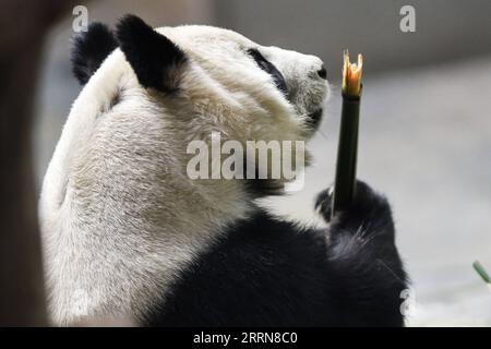 221222 -- XINING, Dec. 22, 2022 -- A giant panda eats bamboo at Xining Panda House in Xining, capital city of northwest China s Qinghai Province, Dec. 22, 2022.  CHINA-QINGHAI-XINING-GIANT PANDA CN WuxGang PUBLICATIONxNOTxINxCHN Stock Photo