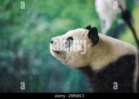 221222 -- XINING, Dec. 22, 2022 -- A giant panda is seen at Xining Panda House in Xining, capital city of northwest China s Qinghai Province, Dec. 22, 2022.  CHINA-QINGHAI-XINING-GIANT PANDA CN WuxGang PUBLICATIONxNOTxINxCHN Stock Photo