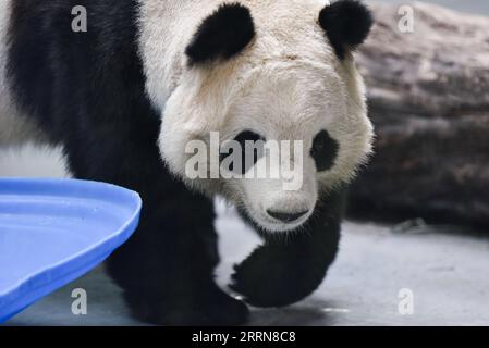 221222 -- XINING, Dec. 22, 2022 -- A giant panda is seen at Xining Panda House in Xining, capital city of northwest China s Qinghai Province, Dec. 22, 2022.  CHINA-QINGHAI-XINING-GIANT PANDA CN WuxGang PUBLICATIONxNOTxINxCHN Stock Photo