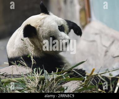 221222 -- XINING, Dec. 22, 2022 -- A giant panda plays at Xining Panda House in Xining, capital city of northwest China s Qinghai Province, Dec. 22, 2022.  CHINA-QINGHAI-XINING-GIANT PANDA CN WuxGang PUBLICATIONxNOTxINxCHN Stock Photo