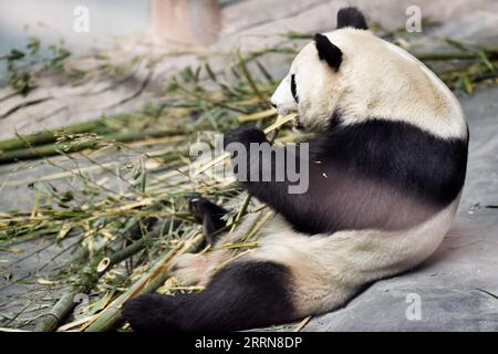 221222 -- XINING, Dec. 22, 2022 -- A giant panda eats bamboo at Xining Panda House in Xining, capital city of northwest China s Qinghai Province, Dec. 22, 2022.  CHINA-QINGHAI-XINING-GIANT PANDA CN WuxGang PUBLICATIONxNOTxINxCHN Stock Photo