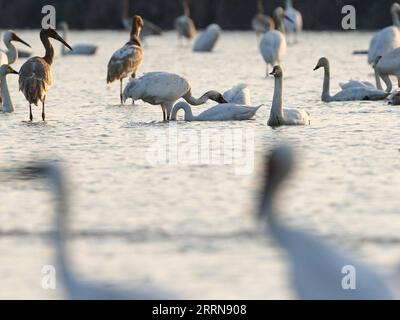 221222 -- NANCHANG, Dec. 22, 2022 -- Migratory birds rest at Nanchang Five Stars Siberian Cranes Sanctuary by the Poyang Lake in Nanchang, east China s Jiangxi Province, Dec. 21, 2022. Poyang Lake, the country s largest freshwater lake, is an important wintering spot for migratory birds. In Nanchang Five Stars Siberian Cranes Sanctuary by the Poyang Lake, which has been affected by drought this year, bird lovers have rented a lotus pond, where migratory birds have been attracted for food each year, to provide enough food for the migratory birds in winter.  CHINA-JIANGXI-POYANG LAKE-MIGRANT BIR Stock Photo