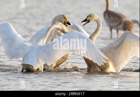 221222 -- NANCHANG, Dec. 22, 2022 -- Swans frolic at Nanchang Five Stars Siberian Cranes Sanctuary by the Poyang Lake in Nanchang, east China s Jiangxi Province, Dec. 21, 2022. Poyang Lake, the country s largest freshwater lake, is an important wintering spot for migratory birds. In Nanchang Five Stars Siberian Cranes Sanctuary by the Poyang Lake, which has been affected by drought this year, bird lovers have rented a lotus pond, where migratory birds have been attracted for food each year, to provide enough food for the migratory birds in winter.  CHINA-JIANGXI-POYANG LAKE-MIGRANT BIRDS CN Wa Stock Photo