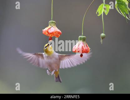 230109 -- BEIJING, Jan. 9, 2023 -- A bird is pictured next to flowers in Wuxing Village of Hengyang, central China s Hunan Province, Feb. 10, 2022. Photo by /Xinhua XINHUA-PICTURES OF THE YEAR 2022-CHINA NEWS CaoxZhengping PUBLICATIONxNOTxINxCHN Stock Photo