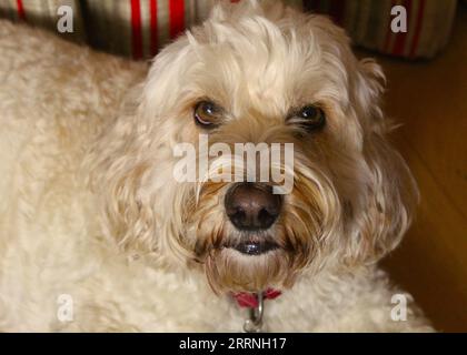 A close up photo of a blonde cockapoo dog staring into the camera. Stock Photo