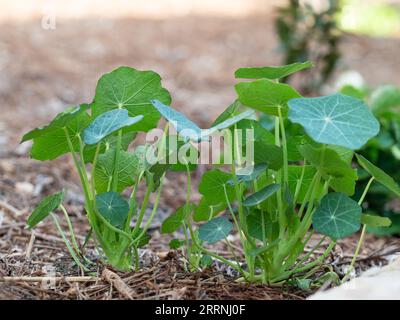 Nasturtium seedlings plants, edible green leaves, in an Australian kitchen garden Stock Photo