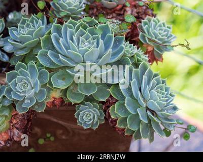 Echeveria Succulent plant rosettes and maidenhair vine in a pot, outside in a coastal garden Stock Photo