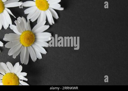 White and yellow chamomile flowers close-up on black fne with space for copyspace text. Floral background of wild daisies. Medicinal herbs, useful pla Stock Photo