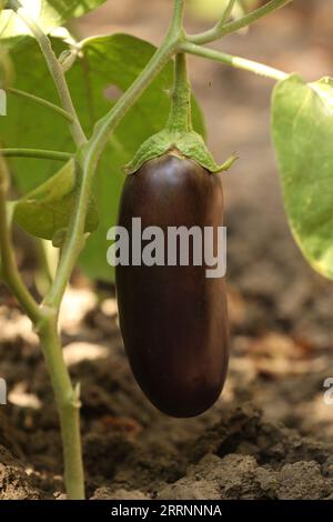 One ripe eggplant growing on stem outdoors Stock Photo