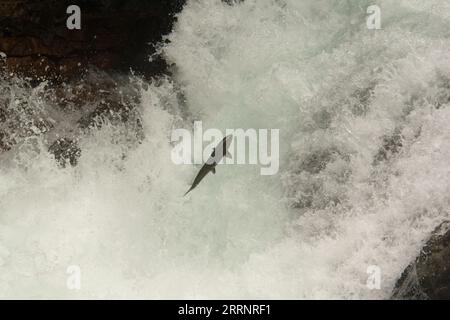 Coho salmon jumping up a waterfall of Stamp River which is a major salmon water at Vancouver Island in Canada. Stock Photo