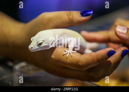 230212 -- PASAY CITY, Feb. 12, 2023 -- A woman holds a white leopard gecko during the first Animal Convention 2023 in Pasay City, the Philippines, Feb. 12, 2023. The Animal Convention 2023 showcases various animals and is organized for animal enthusiasts with various activities like contests, games and lectures, aiming to promote the welfare of all animals in the country.  THE PHILIPPINES-PASAY CITY-ANIMAL CONVENTION 2023 RouellexUmali PUBLICATIONxNOTxINxCHN Stock Photo