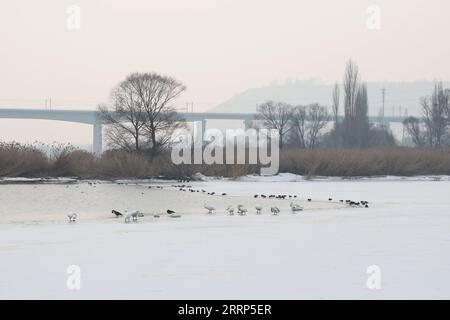 230221 -- LANZHOU, Feb. 21, 2023  -- This photo taken on Feb. 17, 2023 shows whooper swans white-feathered and other wintering birds at a habitat near the Yellow River in Lanzhou, northwest China s Gansu Province. TO GO WITH Migratory swan with identification collar spotted in NW Chinese city  CHINA-GANSU-LANZHOU-MIGRATORY SWANS CN Xinhua PUBLICATIONxNOTxINxCHN Stock Photo