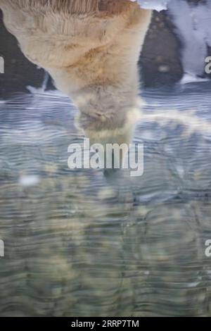 230301 -- MOSCOW, March 1, 2023 -- The three-year-old male polar bear Dikson s reflection is seen on water at Moscow Zoo in Moscow, Russia, Feb. 25, 2023. TO GO WITH Feature: Paralyzed polar bear striving for recovery in Moscow Zoo  RUSSIA-MOSCOW ZOO-POLAR BEAR MengxJing PUBLICATIONxNOTxINxCHN Stock Photo