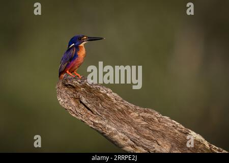 A beautiful Azure kingfisher is perched on a dead log. Northern Territory, Australia. Stock Photo